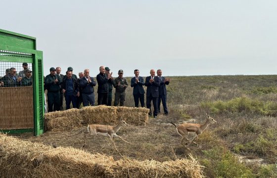 Ağgöl Milli Parkına 7 baş ceyran buraxılıb – FOTO